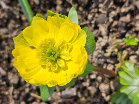 Eranthis hyemalis ´NOEL AYRES´